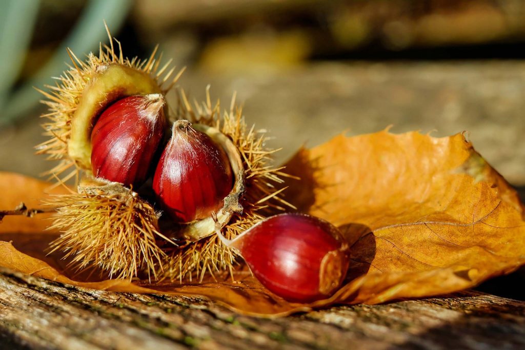 castagne riccio